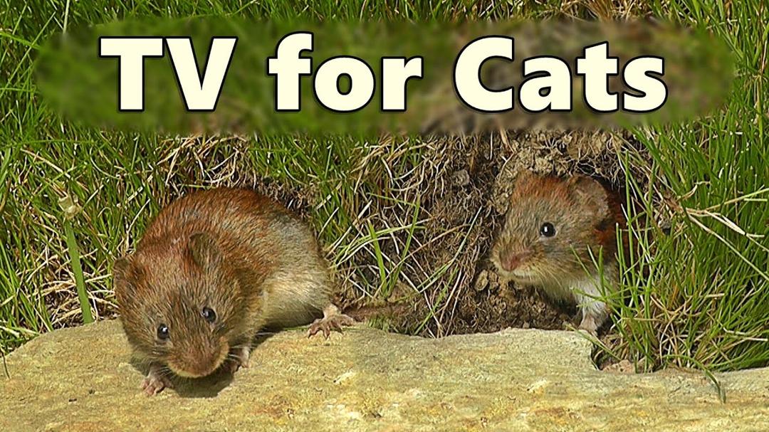 Cat TV ~ Mice and Birds Bonanza ⭐ 8 Hour Videos for Cats to Watch ⭐