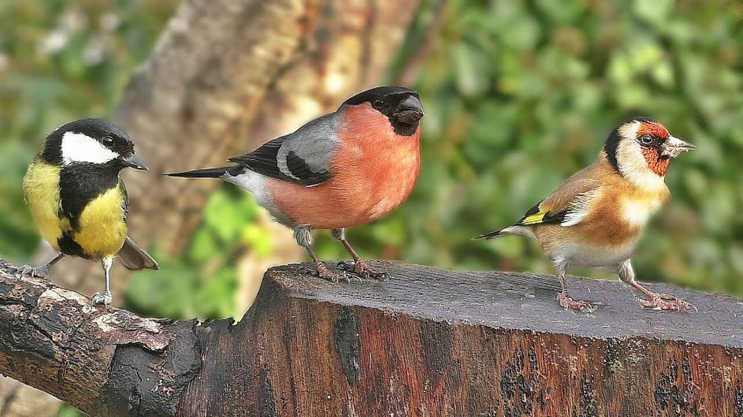 Relaxing TV for Dogs : Garden Birds in The Gentle Rain ✅