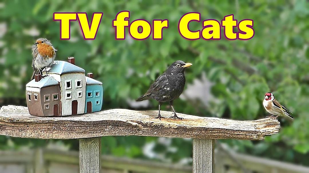 Cat TV ~ Little Bird Village ⭐ 8 Hours ⭐