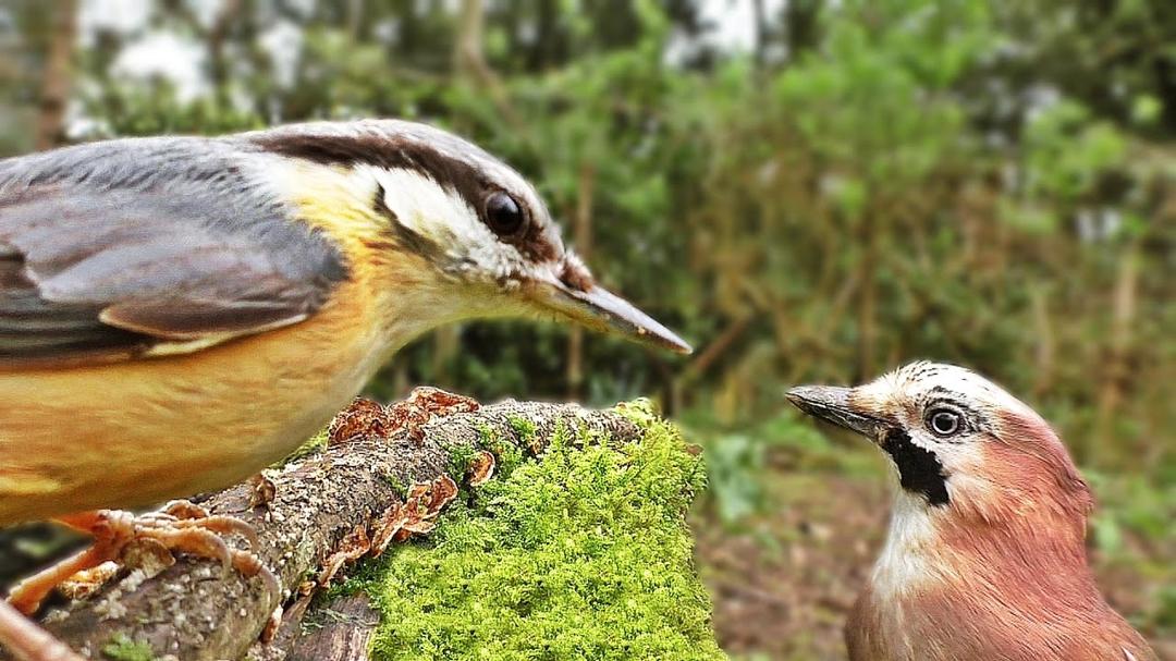 Bird Sounds : Birds Chirping and Wings Fluttering in The Forest Garden