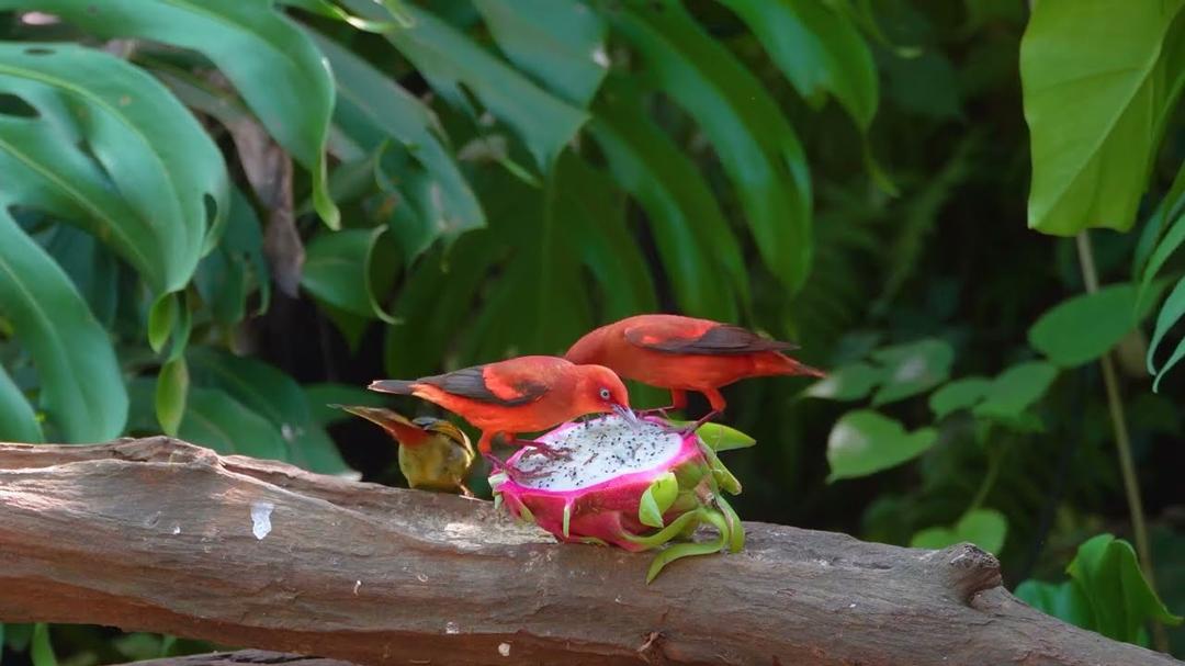 Magical  Cat TV for Cats 😸 Chipmunks, Birds & Squirrels Play Around the Garden 🐿️ Cat Video 4K