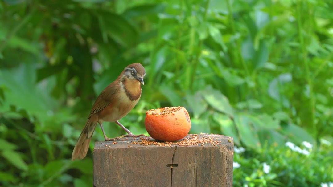 [No Ad Interruptions] Cat TV 😺 Funny Birds Squirrels in the Forest 🐿️ 4 Hours videos for cats 4K