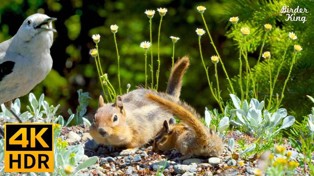 Cat TV for Cats to Watch 😺 Playful Squirrels and Birds, Vibrant Wildflowers 🐦🐿🌺 8 Hours(4K HDR)