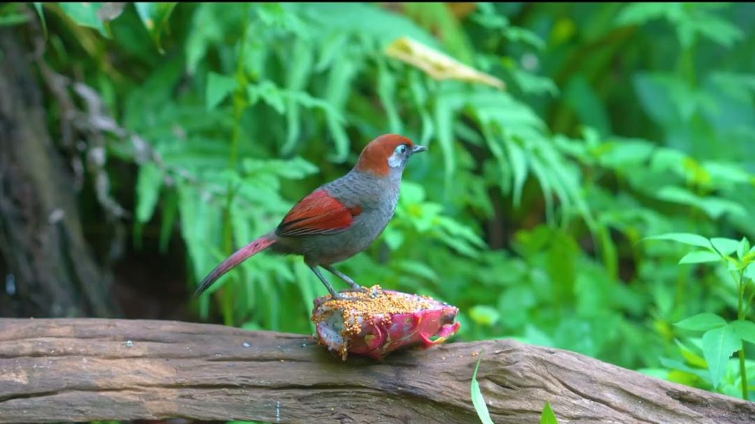 [No Ad Interruptions] Cat TV 😺 Bouncy Birds & Squirrels Hide and Seek 🌸🐿️ Cat Games 4K HDR 60FPS