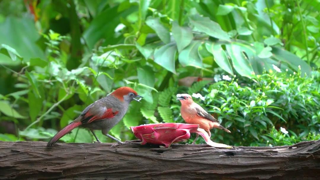 [No Ad Interruptions] Cat TV 😺 Beautiful Birds Squirrels in the Forest 🐿️ 4 Hours videos for cats 4K