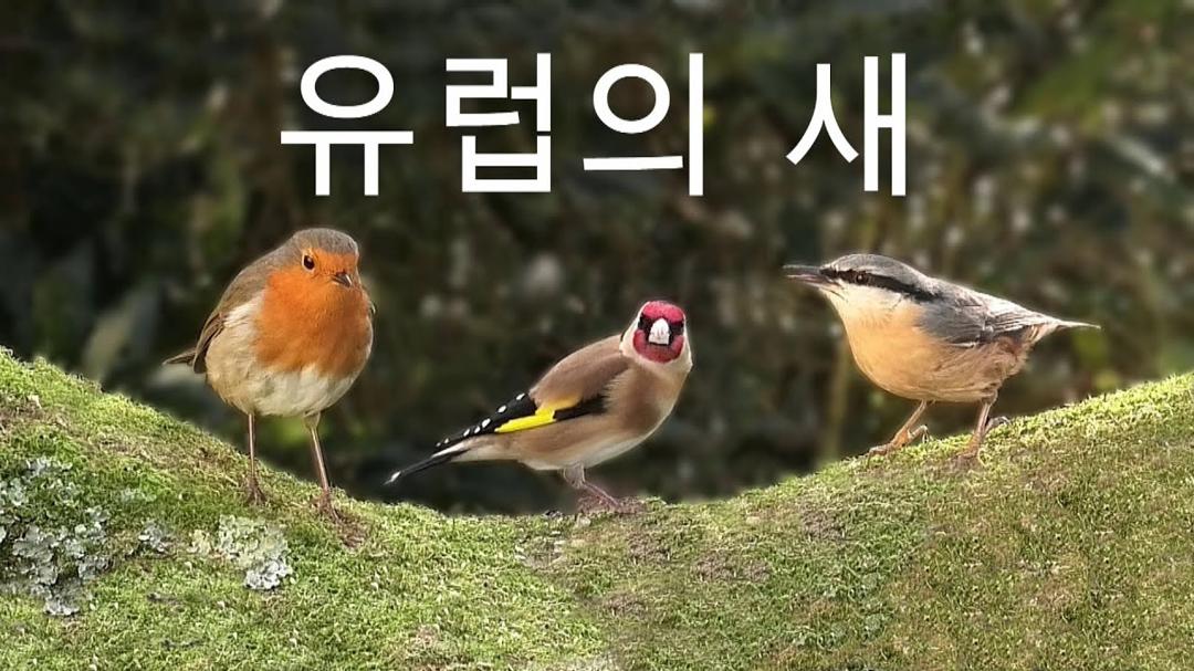 유럽의 새들 ~ 유럽 ​​새