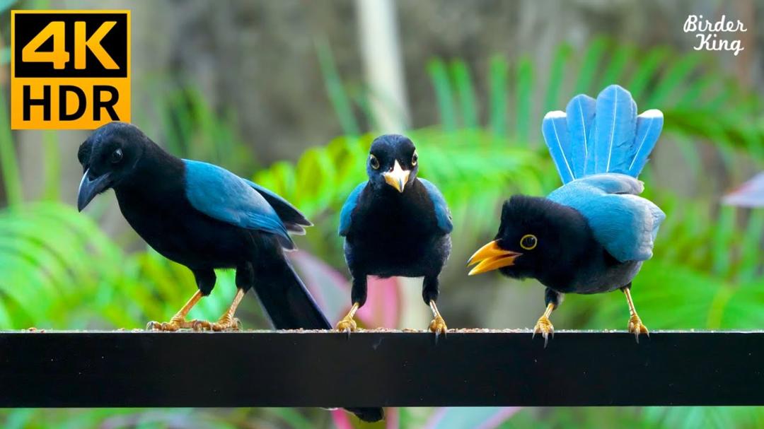 Cat TV for Cats to Watch 😺 Naughty Blue Birds and Clever Chipmunks 🐦 8 Hours(4K HDR)