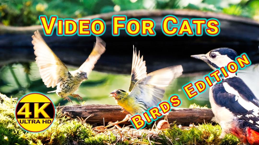 Video for Cats - Birds Edition - 4K