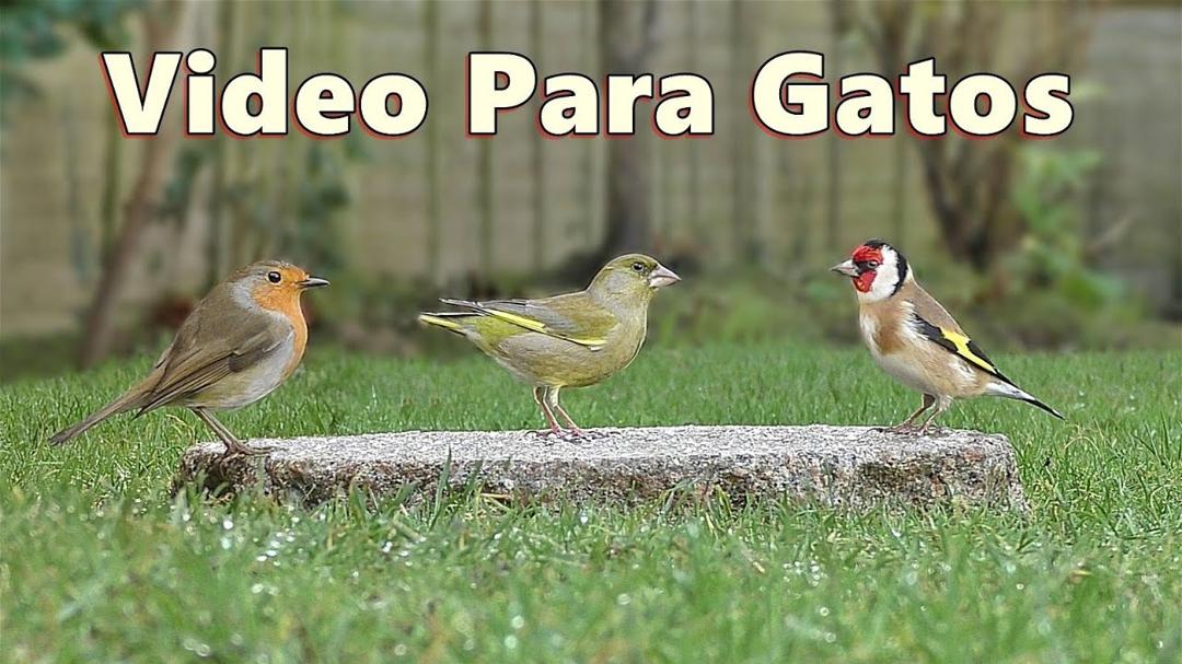Videos Para Gatos - Hermoso pajaros para gatos