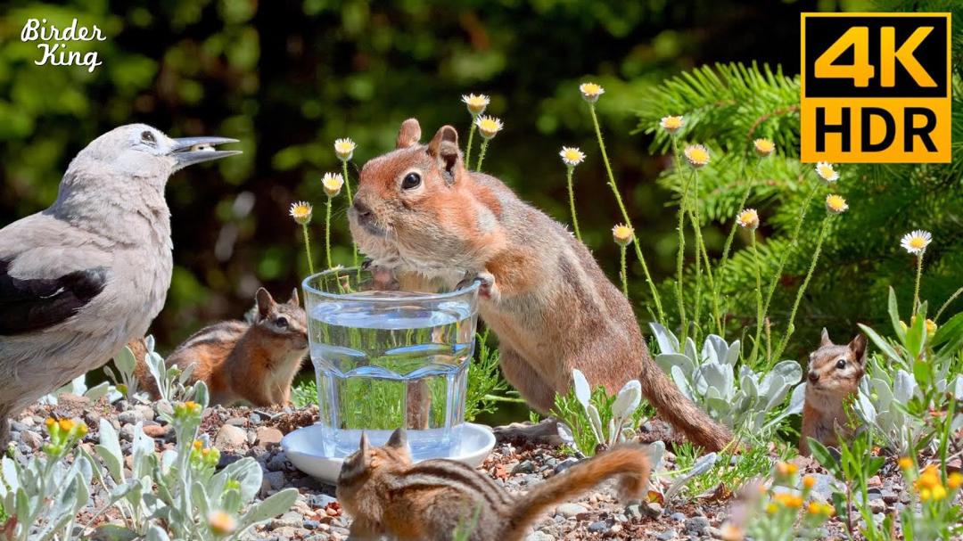 Cat TV for Cats to Watch 😺 Funny & Cute Squirrels Chipmunks and Birds 🐿 8 Hours 4K HDR