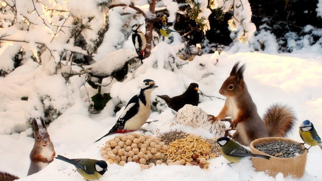 Little Forest Friends in Winter Wonderland: 10 hours Cat & Dog TV