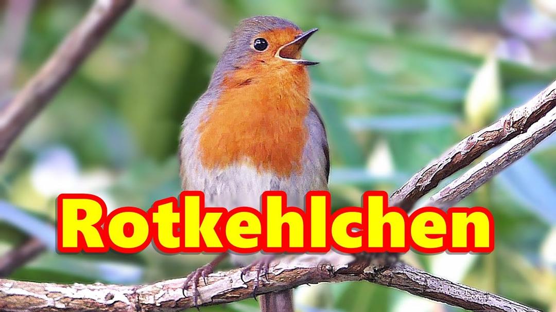 Rotkehlchen Singen : Schöne Vögel und Vogelgesang ~ Vögel von Deutschland