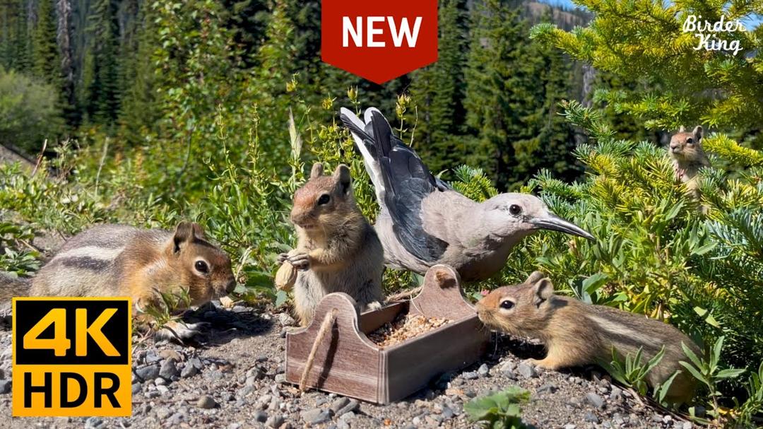 Cat and Dog TV 🐱 🐶 Mountain Birds, Chipmunks and Squirrels 📺 [New Version] (4K HDR)