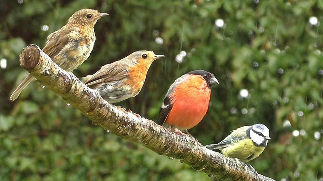 Calming TV for Cats : The Ultimate Cat Relaxation Video - Garden Birds in The Rain