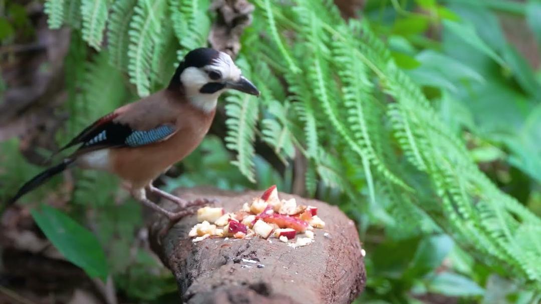 [No Ad Interruptions] Cat TV for Cats to Watch 😺 Squirrels and birds gather for a cozy meal🐿️ 4K HDR