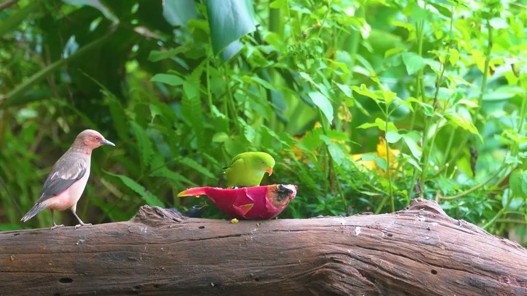 Cat TV for Cats to Watch 😺🐦 Bird and squirrel settling into a moss-cooled forest spot 🐿 Cat Games 4K