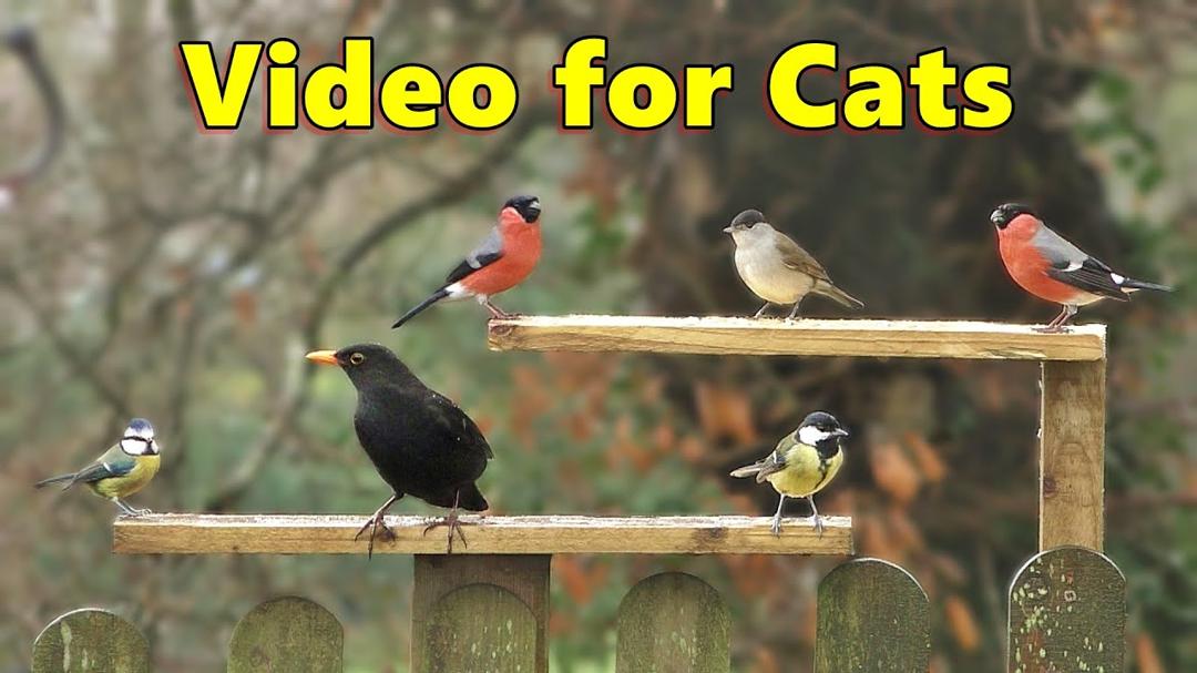 Video for Cats to Watch ~ Garden Birds in The Rain