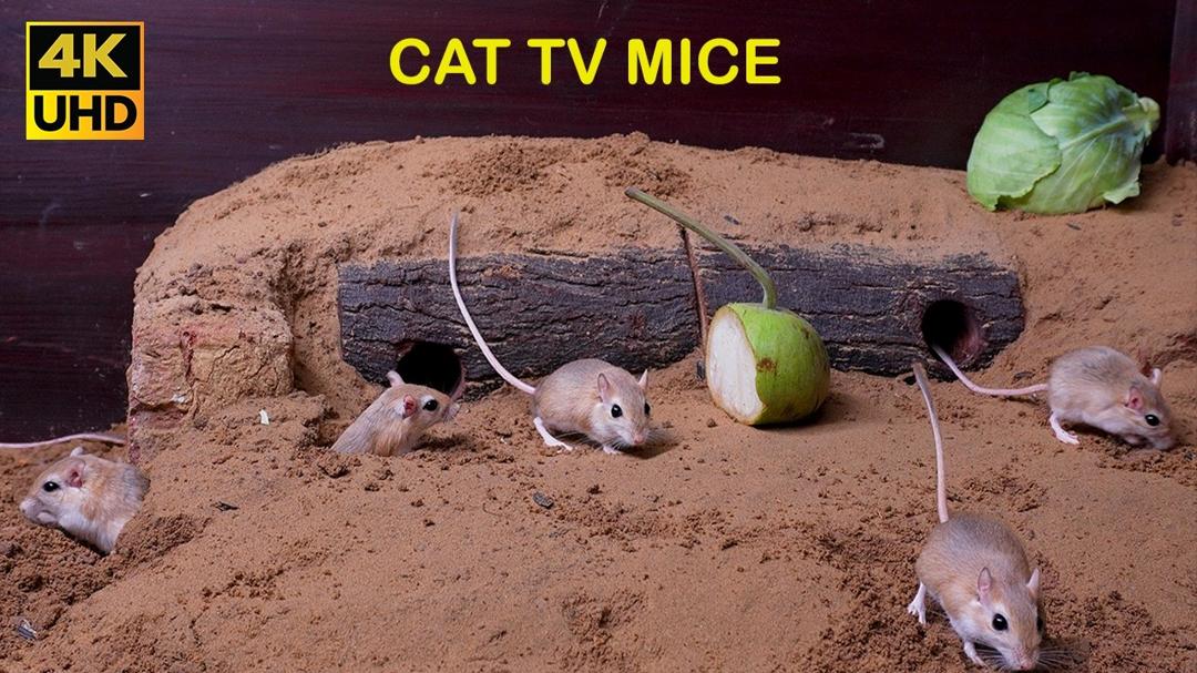 Cat tv Mouse squeaking and digging Hole Adventures! Best Cat TV for Endless Entertainment