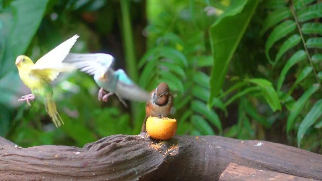 CAT TV NO ADS 🕊️ Birds & Squirrels Share Food on a Garden Wood 🐿️ Videos for Cats to Watch 4K HDR