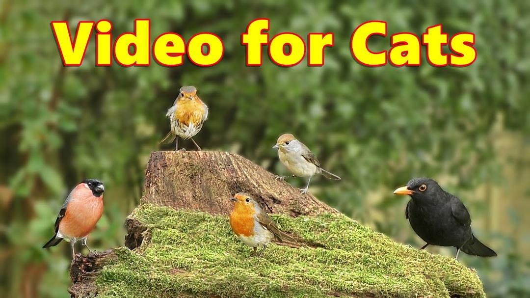 Videos for Cats ~ Birds on The Little Volcano ⭐ 8 HOURS ⭐ Cat TV