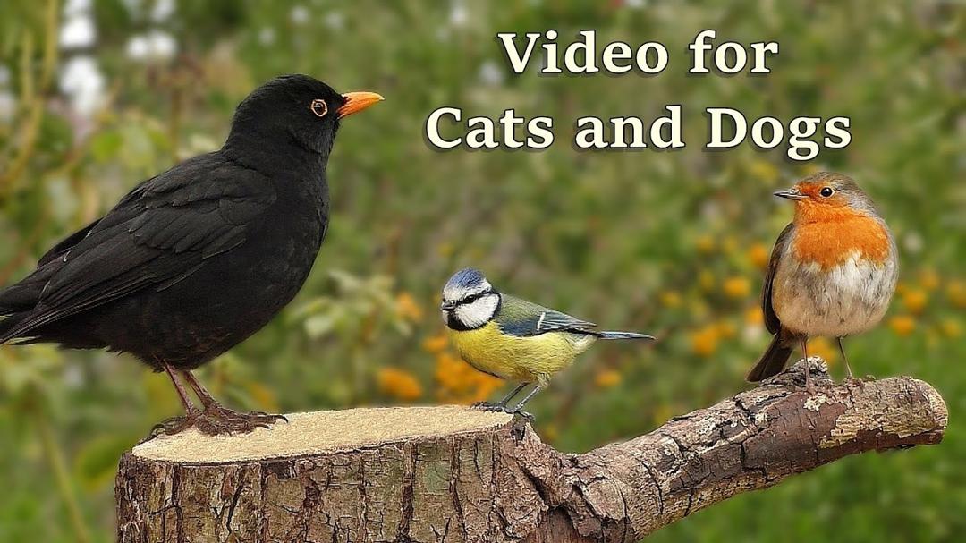 Videos for Cats - 8 HOUR Bird Spectacular