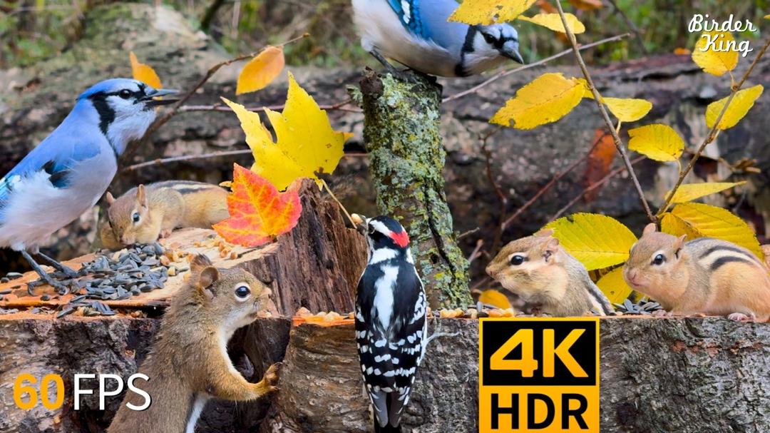 Cat TV for Cats to Watch 😺 Cute Chipmunks, Birds, Squirrels in Fall 🐿 Nature Fun 4K HDR 60FPS
