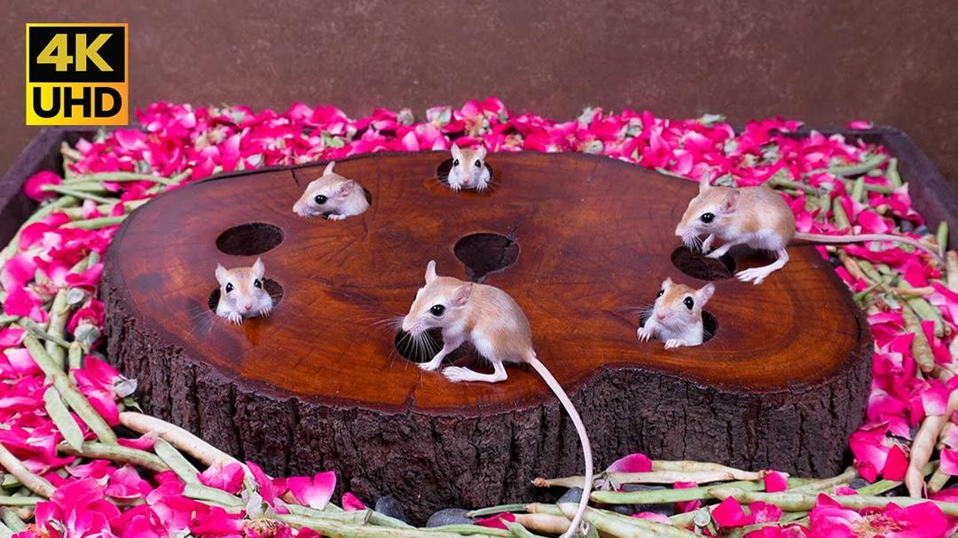 4K Cat TV to Mesmerize Your Cats |  Mice Hide & Seek fun from Tree Stump Holes