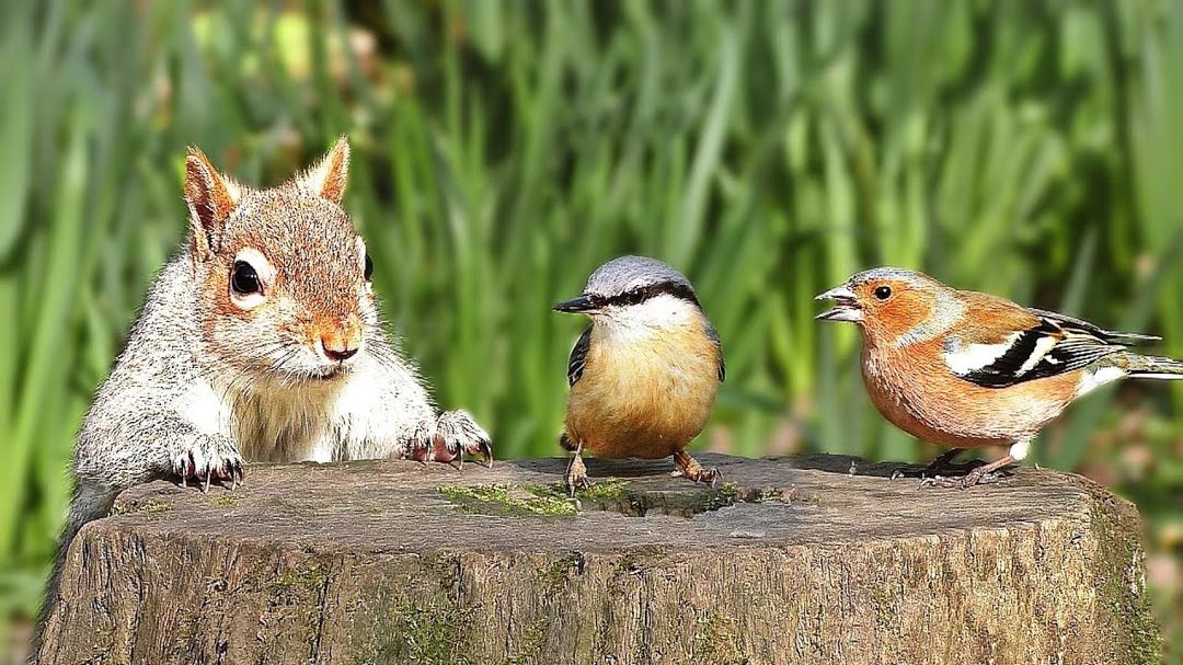 TV for Dogs - A Video for Dogs Watch - Featuring Birds and Squirrels ✅