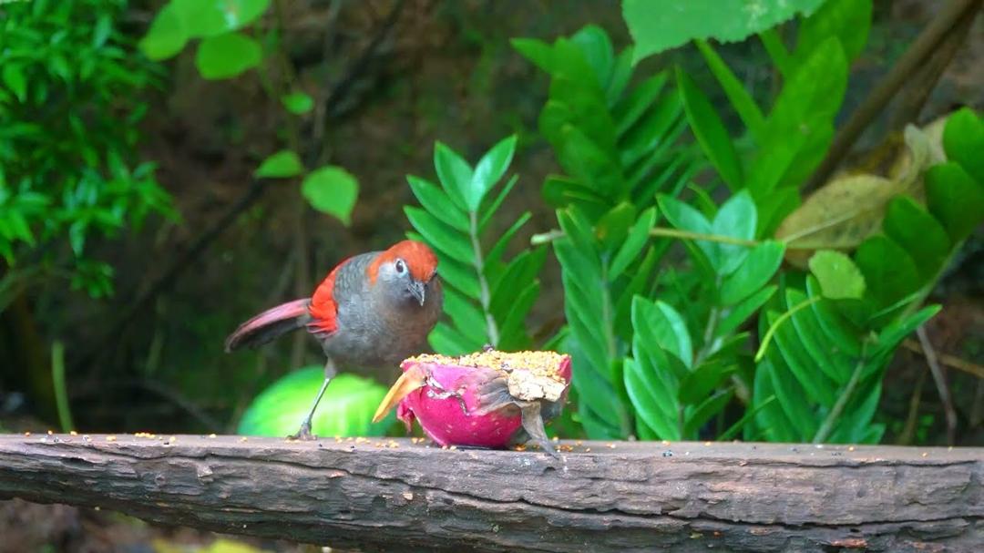 [NO ADS] Cat TV for Cats to Watch😺 Cute Little Birds with Squirrel 🐿️4 Hours 4K HDR