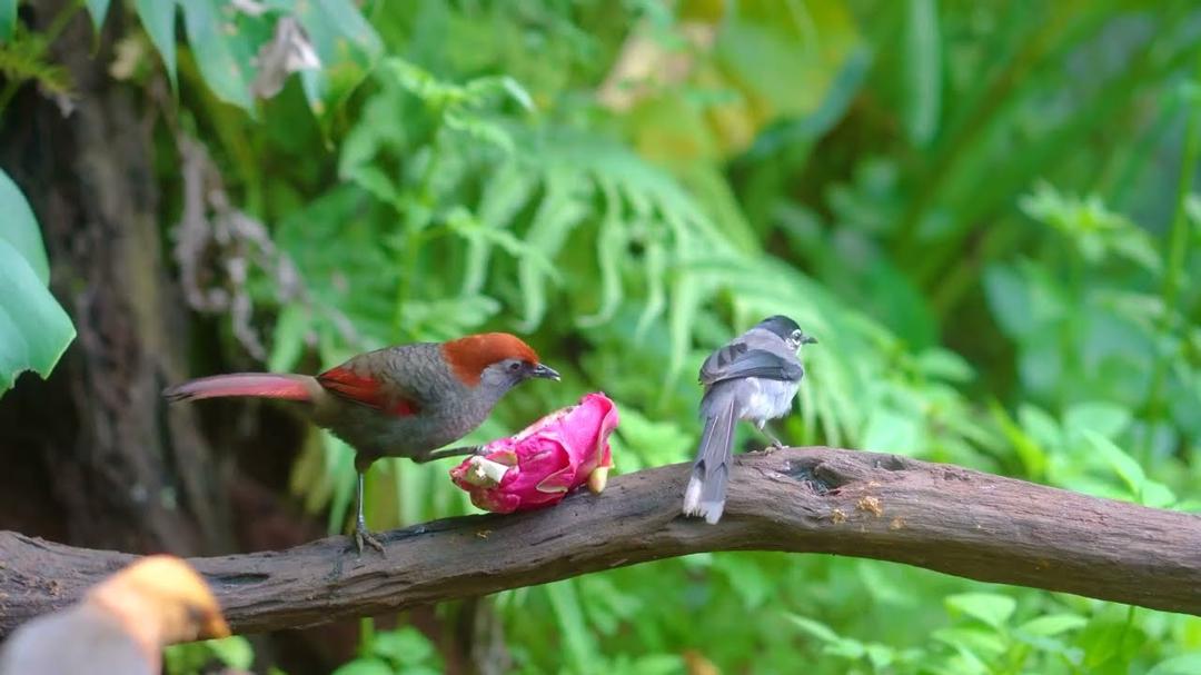 [No Ad Interruptions] Cat TV 😺 Birds & Squirrels Dine Peacefully in the Sunshine 🐦🐿️ Nature 4K HDR