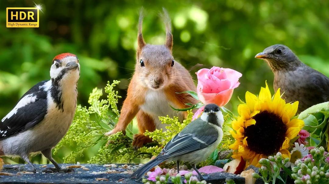 Cat TV for Cats to Watch😺 Cute Little Birds with Squirrel-mania🐿️10 Hours 4K HDR