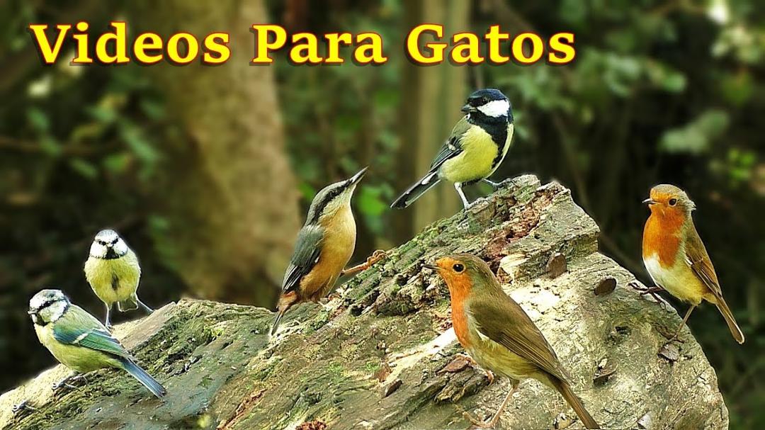 Videos Para Gatos : Pájaros Cantando en el Bosque - 8 Horas