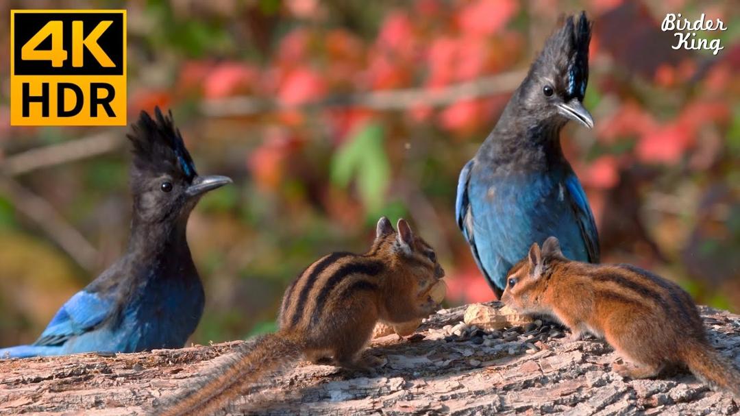 Cat TV for Cats to Watch 😺 Autumn Birds, Chipmunks, and Squirrels 🐦🐿️ 8 Hours(4K HDR)