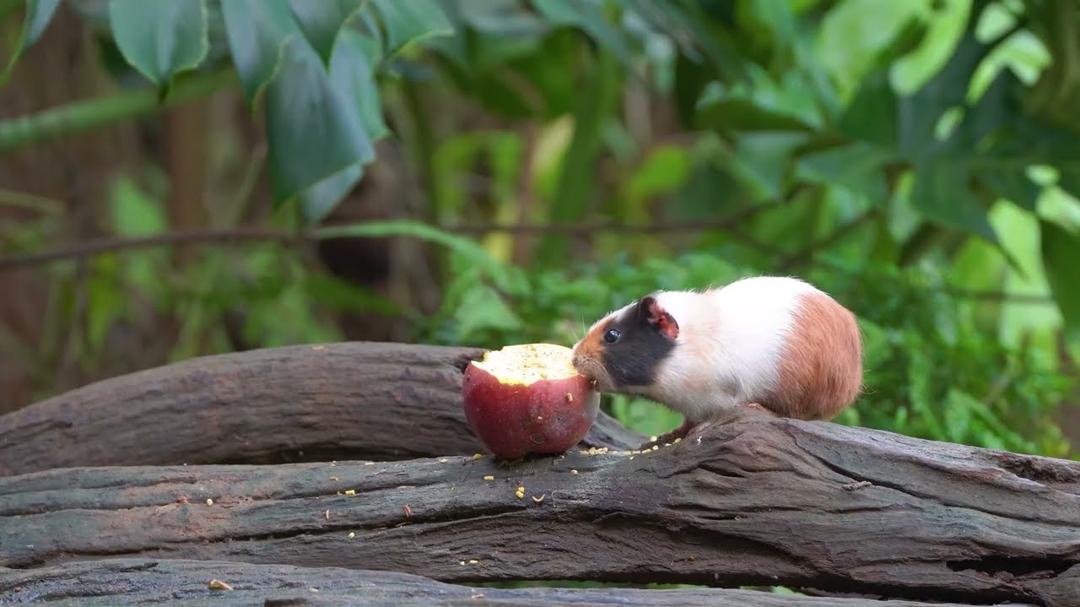 Cat TV for Cats to Watch 😺🐦 A Forest-Edge Snack Time Straight From Nature 🌲🍽🐿 Cat Games 4K HDR