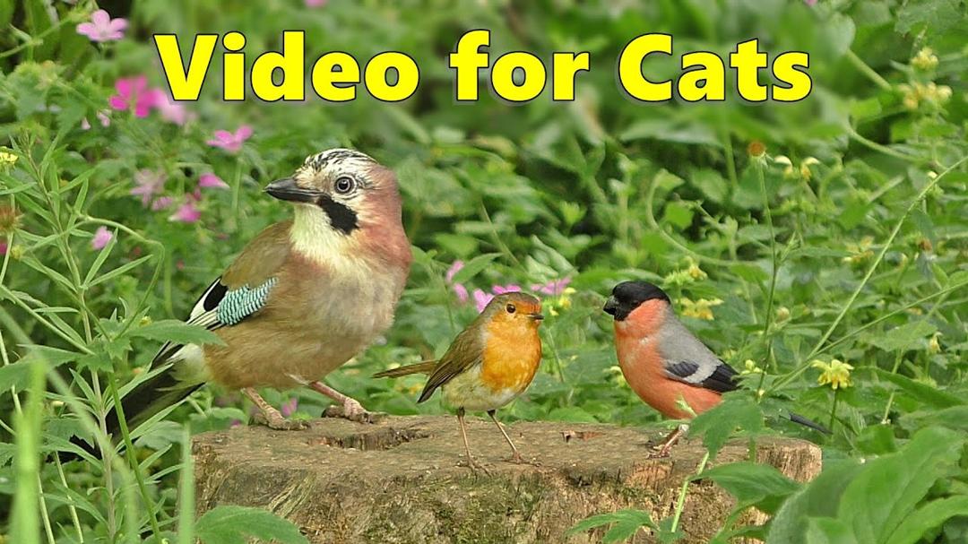 BEST Videos for Cats to Watch ~ Birds and Bird Sounds Spectacular 8 HOURS ⭐
