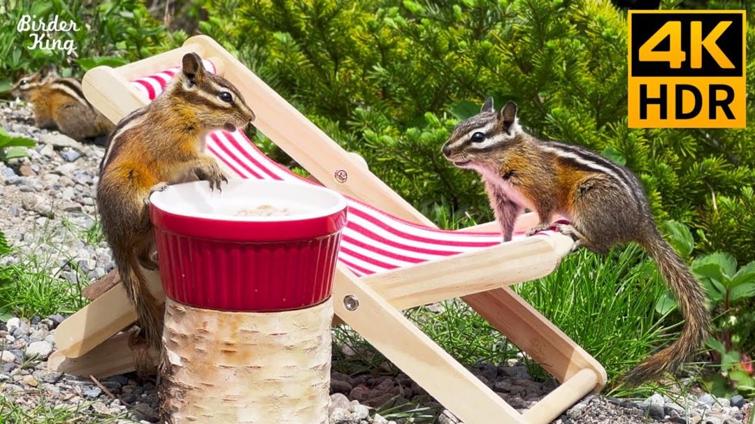 Cat TV for cats to watch 🐱🐶 Cute Chipmunks and Birds on Vacation 🐿 Dog TV 📺 8 Hours(4K HDR)