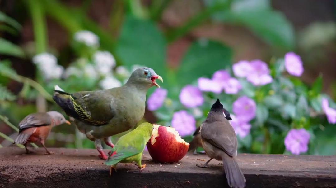 Cat TV for Cats to Watch 😺🐦 Quiet Nature Vibes as Tiny Guests Visit the Feeder 🍃🪶🐿 Cat Games 4K HDR