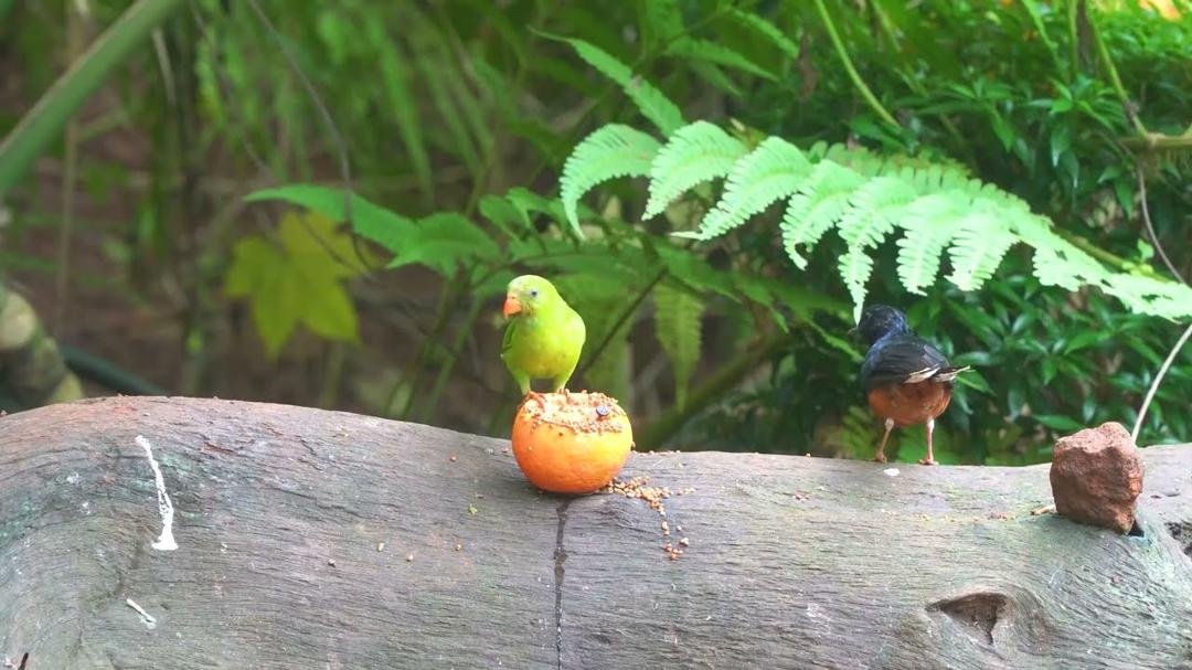 CAT TV NO ADS 😻 Pretty Little Birds and Squirrels for Cats to Watch and Slap 🌸🐿️ Cat Games 4K HDR