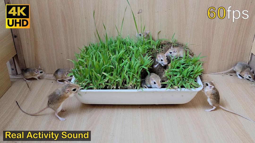 Cat TV mouse grabbing wheat grass, squabble, squeaking & playing for cats to watch | 8 hour 4k UHD