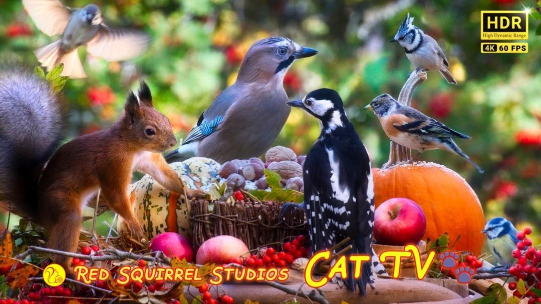 Cat TV NO ADS😻 Pretty Little Birds and Adorable Red Squirrels at Fall Festival
