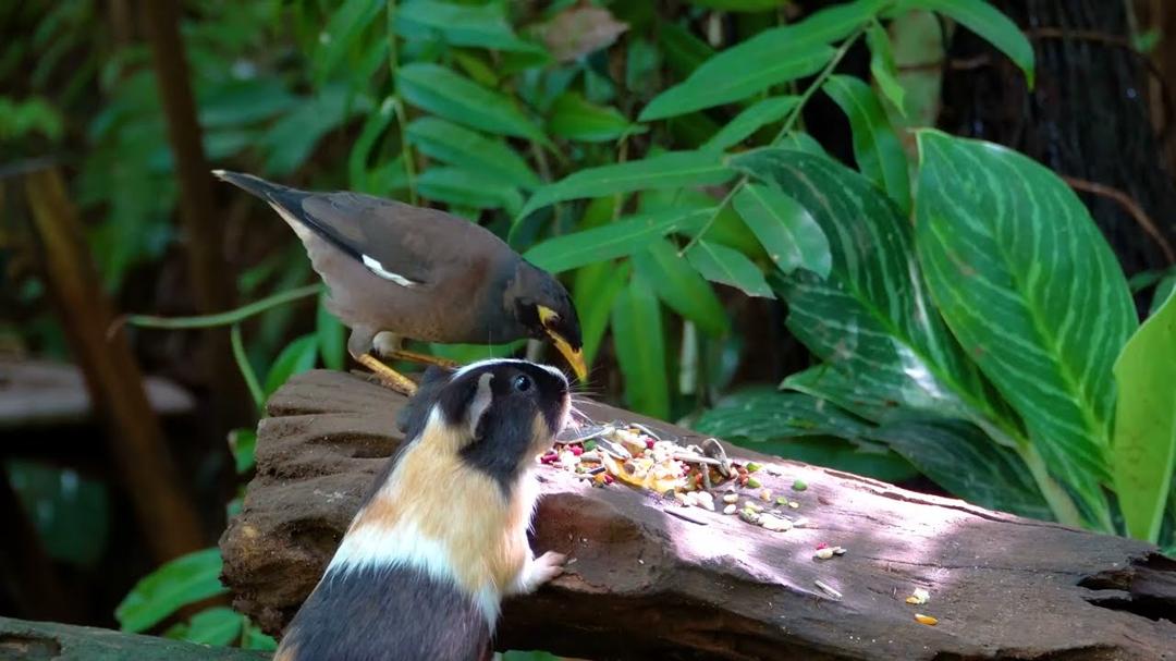 [No Ad Interruptions] Cat TV for Cats to Watch 😺 A Cozy Picnic Day with Birds and Squirrels 🐦 4K HDR
