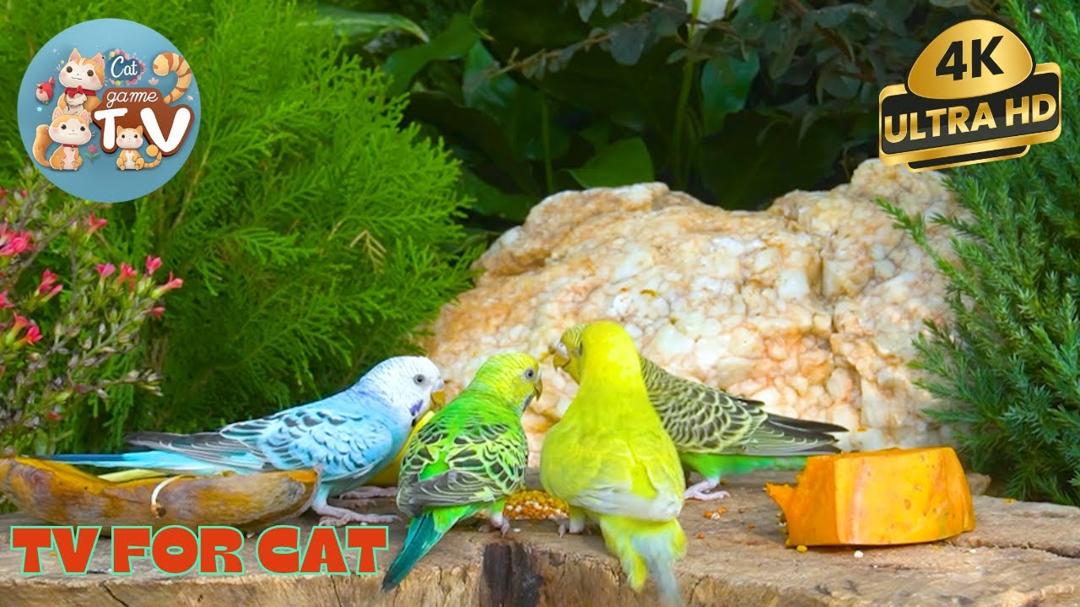🔴😺Grosbeaks, Finches, Chipmunks & Backyard Birds 🦜! Live 12 Hour Cat TV Videos | 4K HDR ULTRA