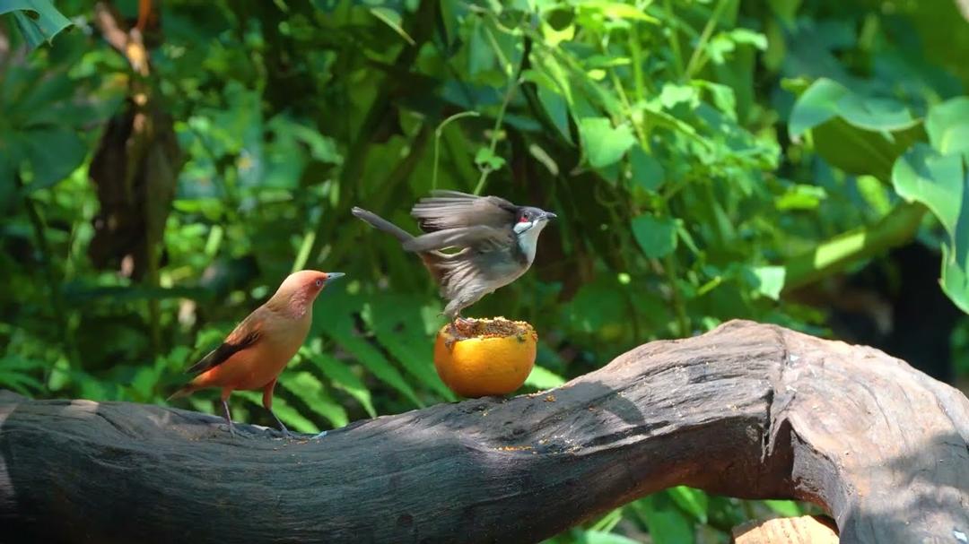 [NO ADS] Cat TV for Cats to Watch 😺🐦Cute Birds & Hungry squirrels 🐿️ Videos for Cats to Watch