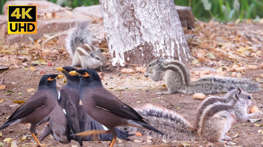Cat Tv For Cats To Enjoy 8 Hour Video of Squirrels and birds Play on Ground - Cat Tv - 4k UHD
