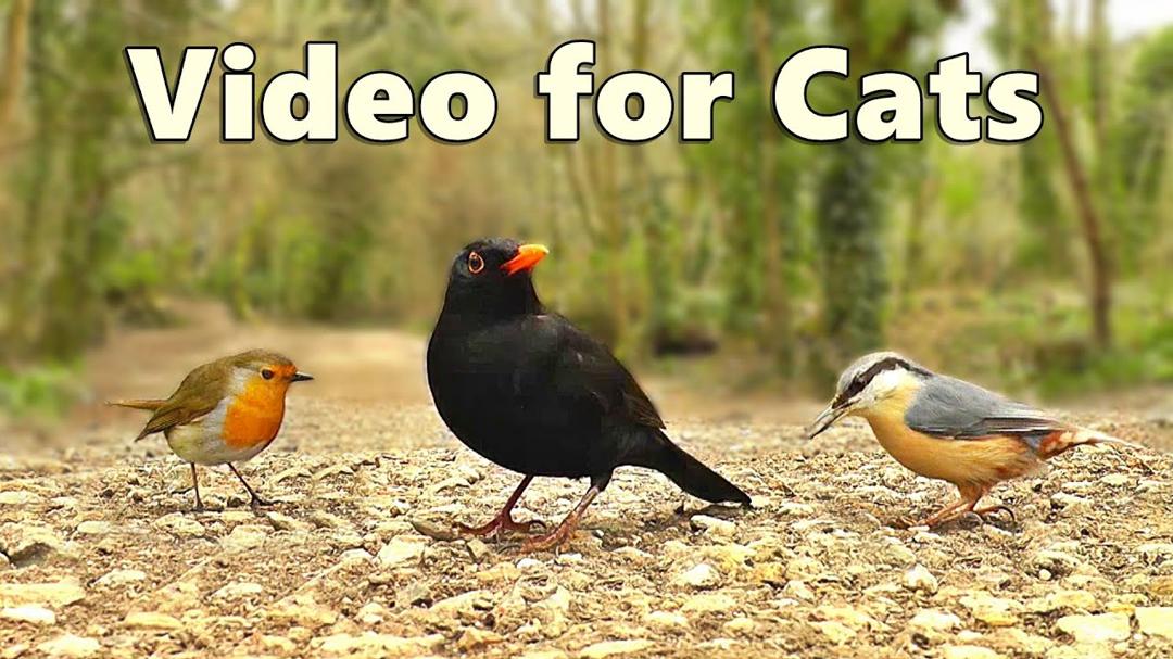Videos for Cats ~ The NEW Ultimate Video for Cats to Watch / Cat TV ⭐ 8 HOURS ⭐