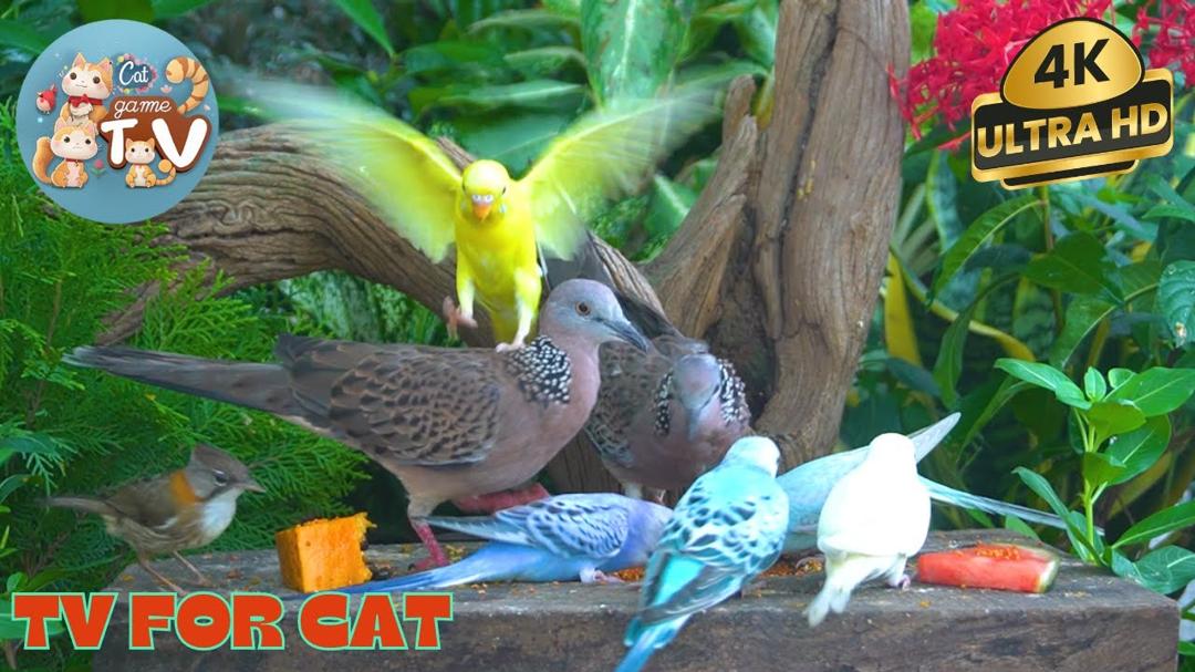 🔴😺Forest Animals in Harmony🦜! Live 12 Hour Cat TV Videos