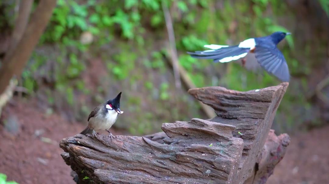 [NO ADS] Cat TV for Cats to Watch 😺 Unlimited Birds Chipmunks Squirrels 🐿 4 Hours 4K HDR 60FPS