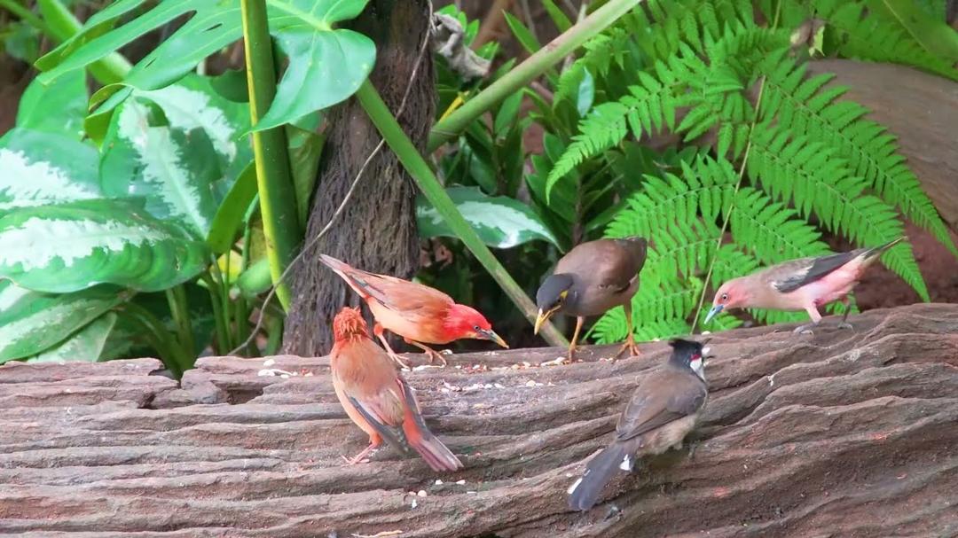Cat TV for Cats to Watch 😸 Squirrels and Birds Share Food in the Garden 🕊️🐿️ Bird Videos for Cats 4K