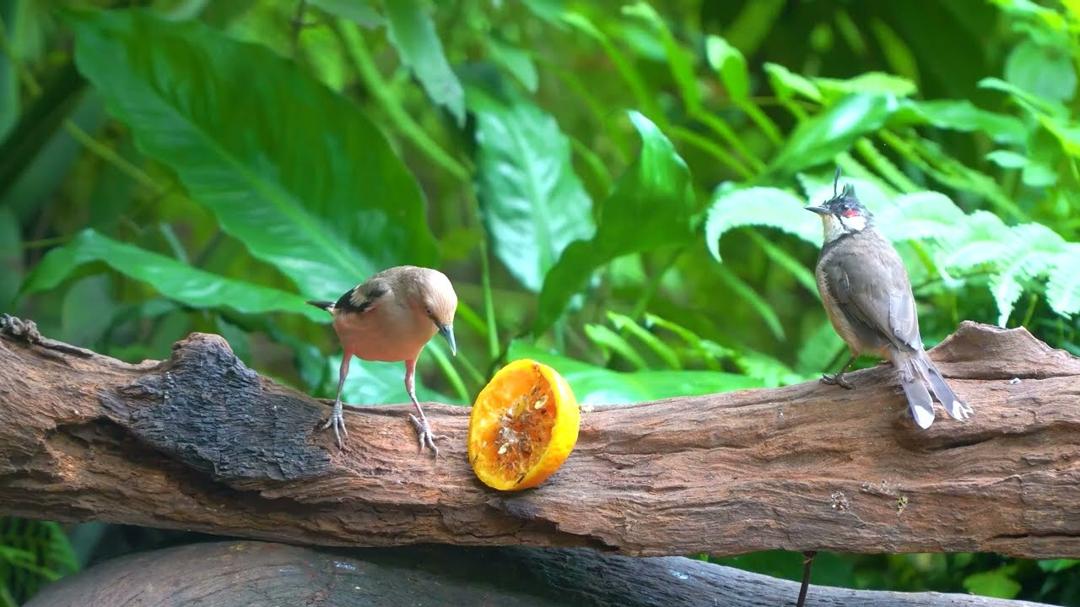 Cat TV for Cats to Watch 😺 Cute Chipmunks, Birds, Squirrels 🐿Real Nature Fun 4K HDR 60FPS