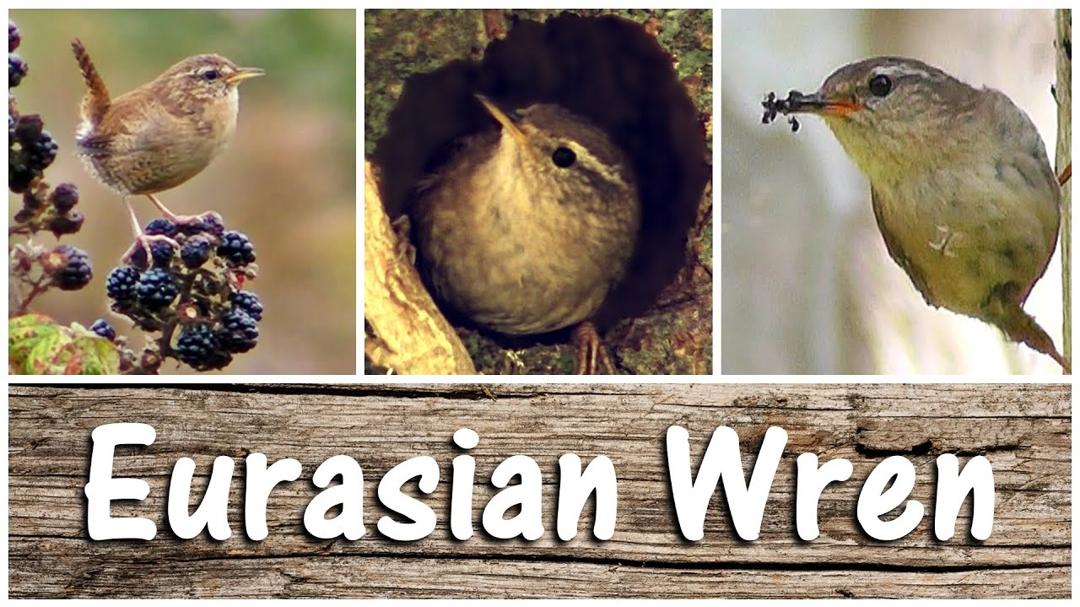 Wren Birds Singing, Chirping, Feeding & Nest Building